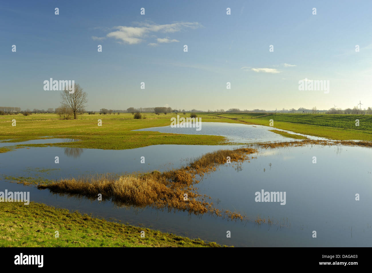 flooded meadows at Rhine high water, Germany, North Rhine-Westphalia, Lower Rhine, Schenkenschanz Stock Photo