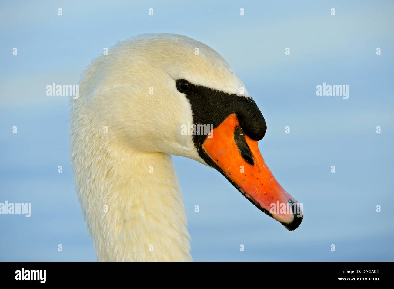 mute swan (Cygnus olor), portrait on water, Germany, North Rhine-Westphalia Stock Photo