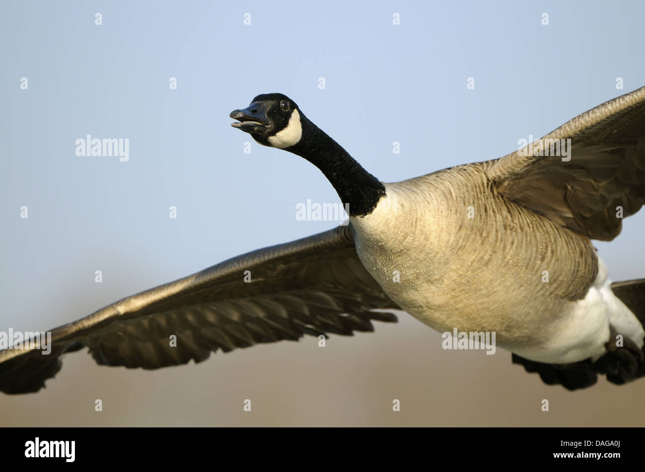 Canada goose (Branta canadensis), in flight, Germany, North Rhine-Westphalia Stock Photo