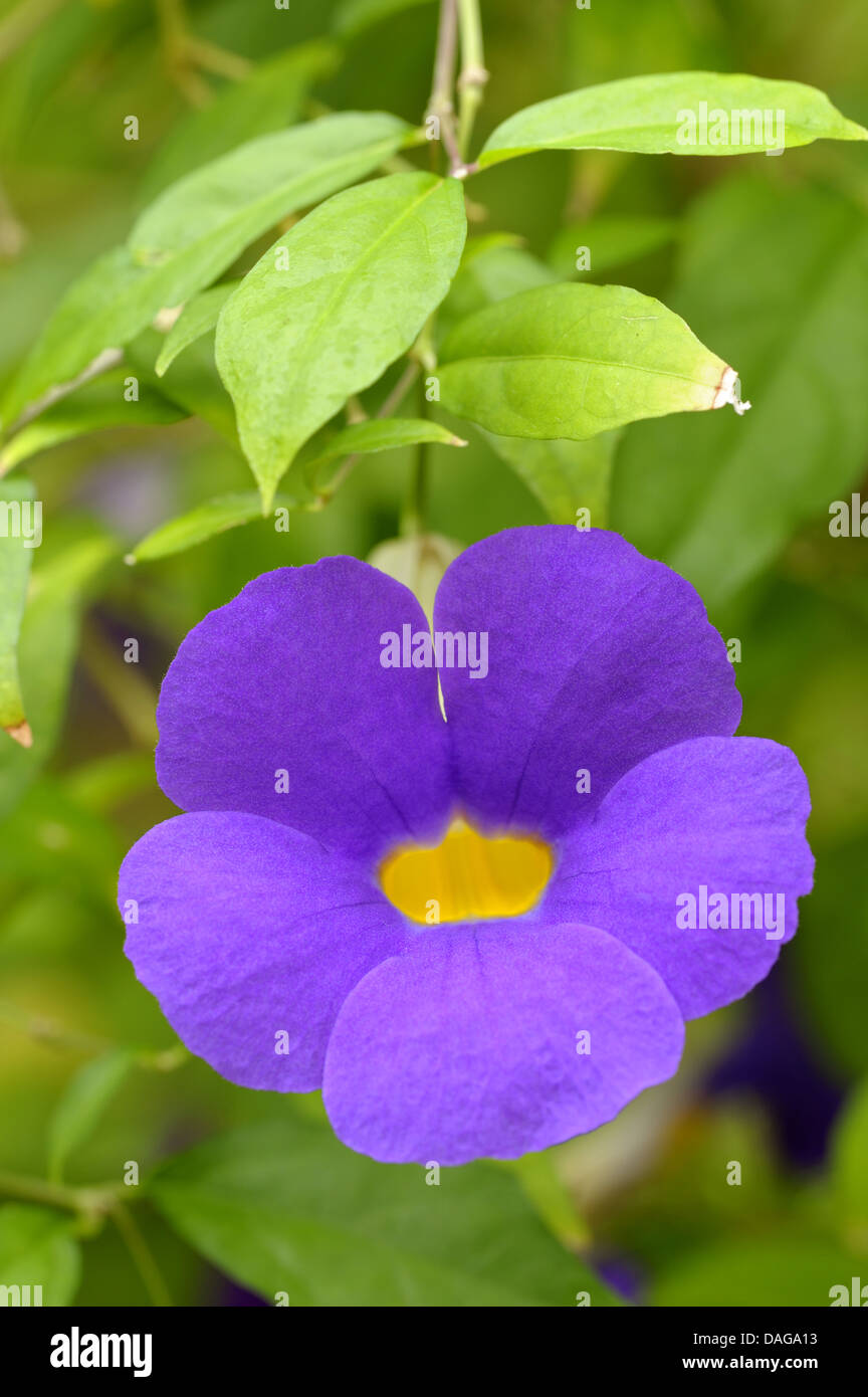 King's Mantle, Bush clock-vine, Bush clockvine (Thunbergia erecta), flower, Germany, Botanischer Garten Bochum Stock Photo