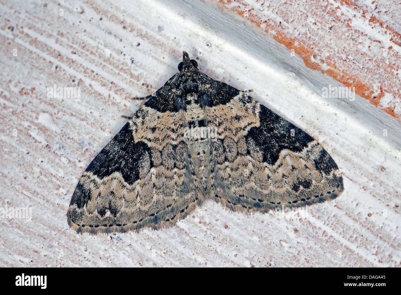 Garden carpet, Garden-carpet (Xanthorhoe fluctuata, Cidaria fluctuata, Phalaena fluctuata, Xanthorhoe fibulata), sitting at a flower pot, Germany Stock Photo