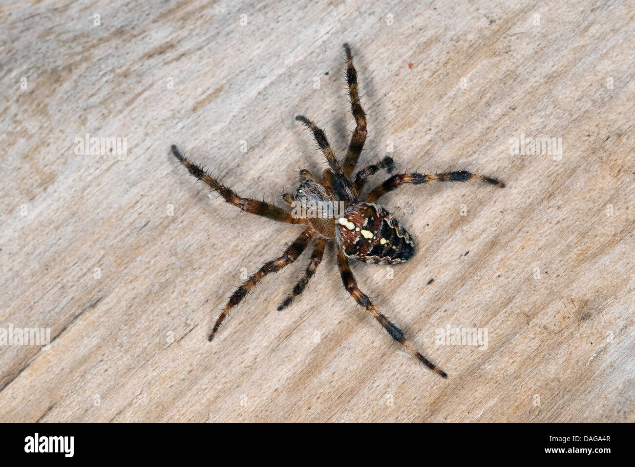 cross orbweaver, European garden spider, cross spider (Araneus diadematus), sitting on deadwood, Germany Stock Photo