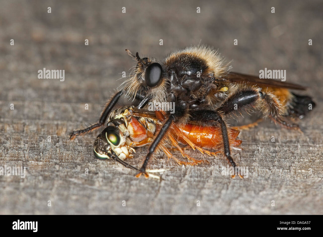 Yellow Laphria (Laphria flava), male with a caught common sawfly, Germany Stock Photo