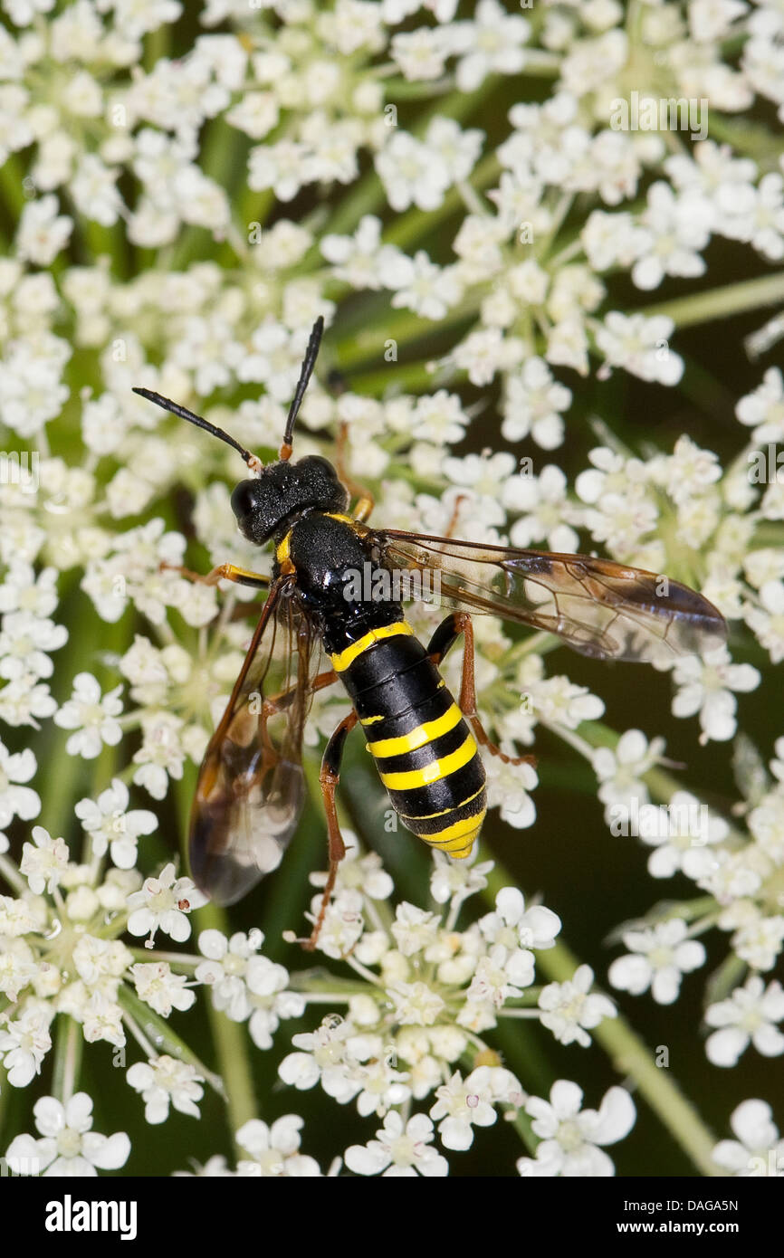 Sawfly, Saw-fly (Tenthredo vespa), female on a flower visit, Germany Stock Photo
