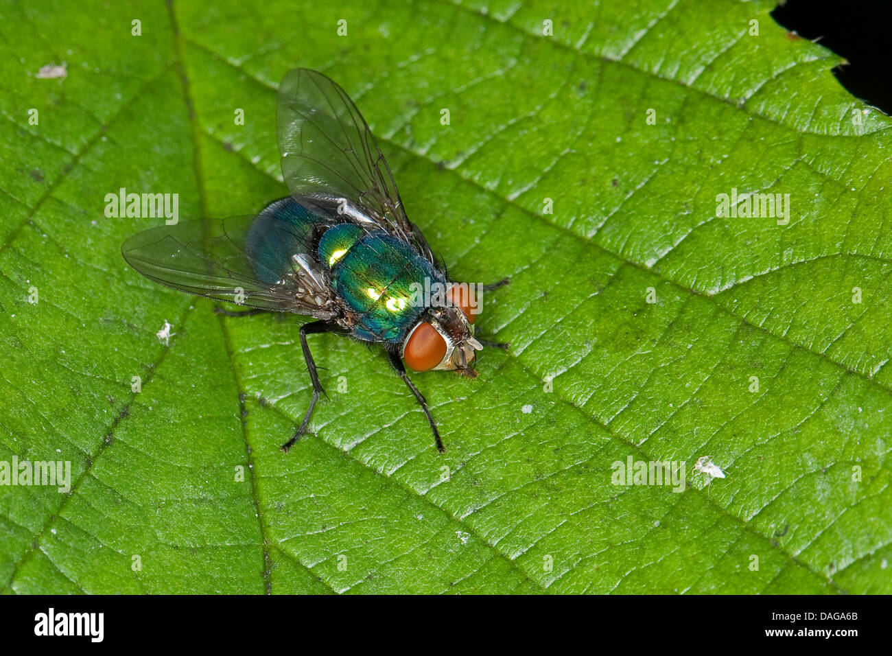 Greenbottle, Green bottle fly (Lucilia spec.), female sitting on a leaf ...