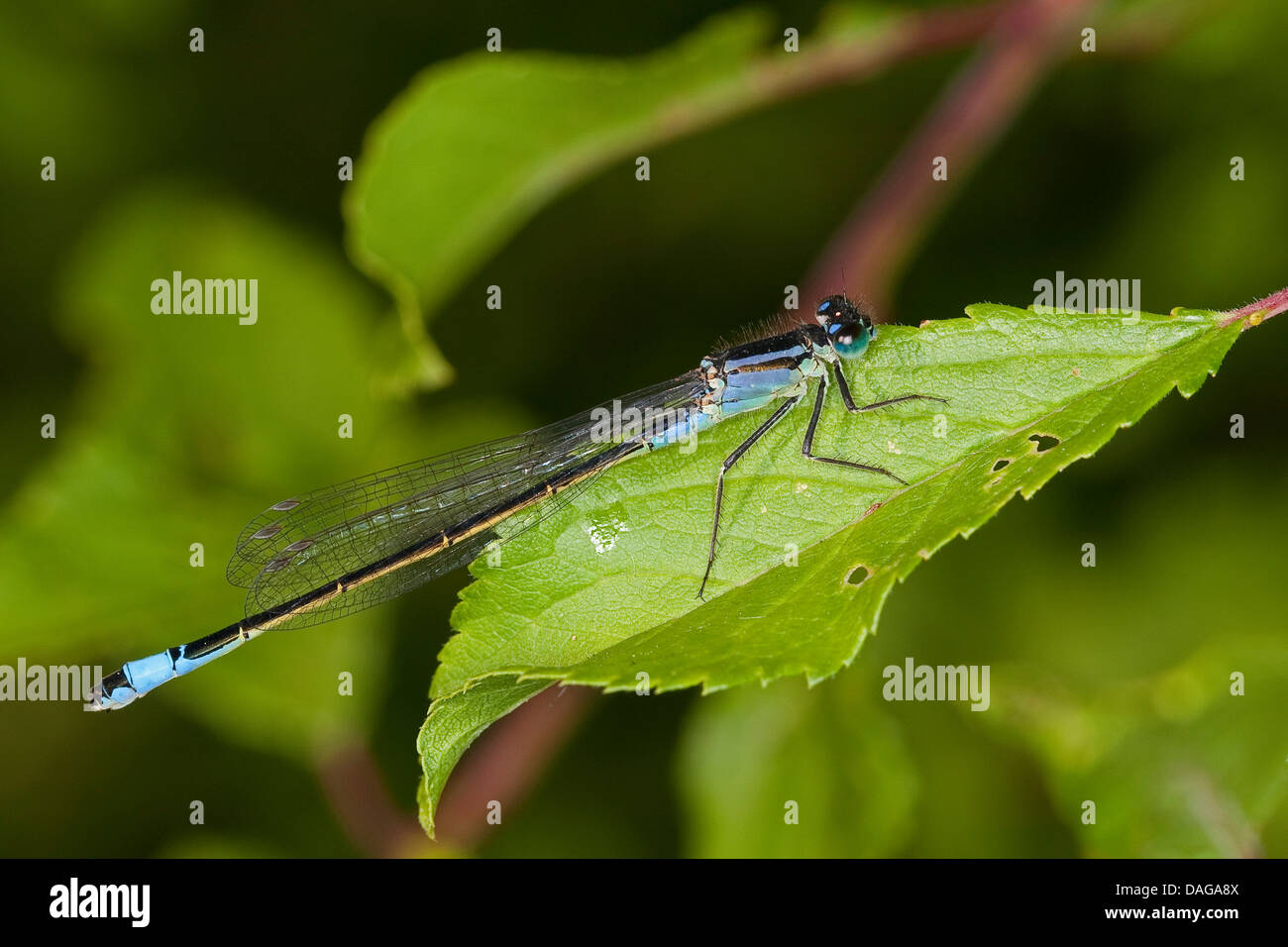 common ischnura, blue-tailed damselfly (Ischnura elegans), sitting on a leaf, Germany Stock Photo