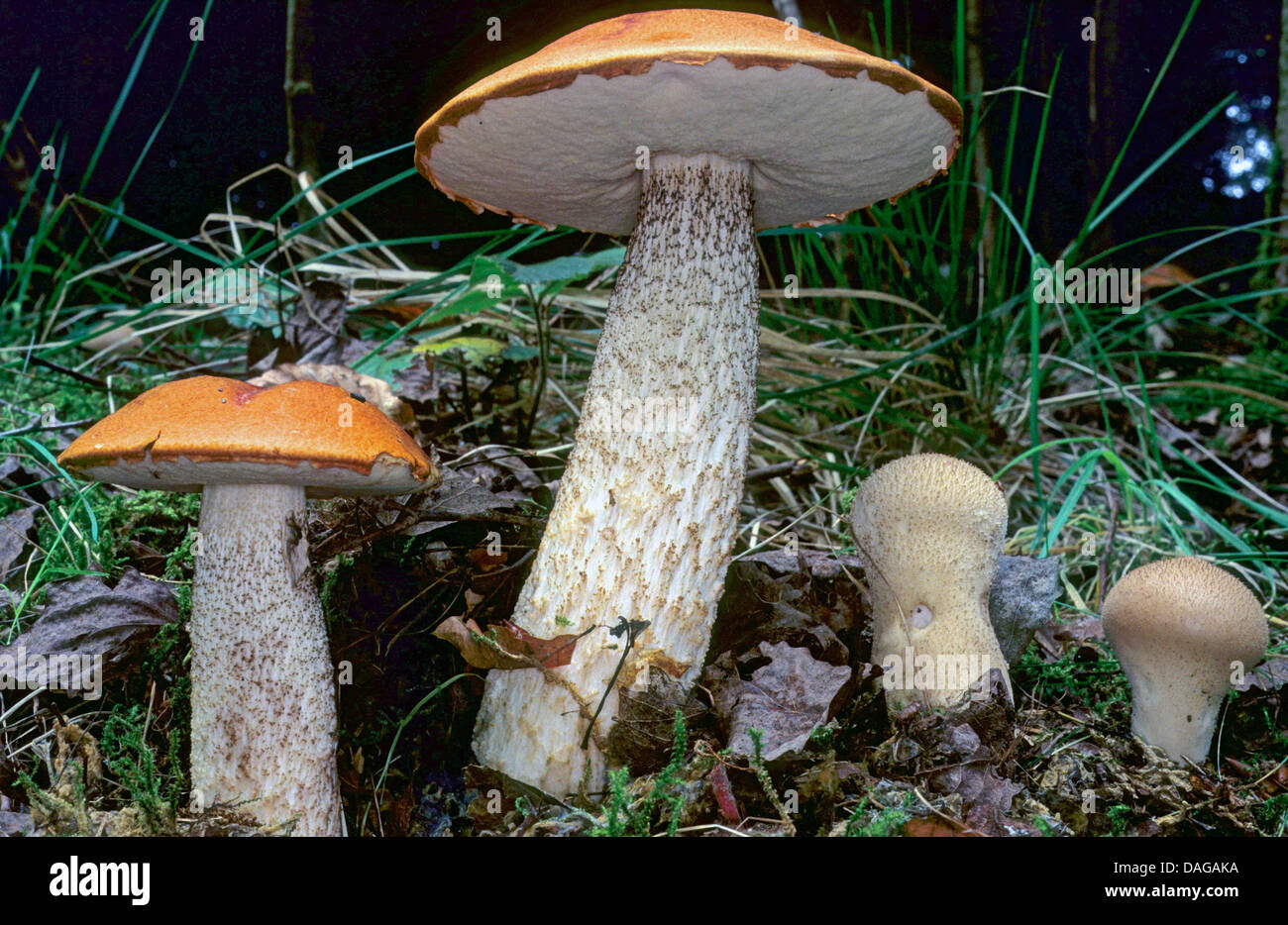 orange-birch-bolete-leccinum-versipelle-leccinum-testaceoscabrum