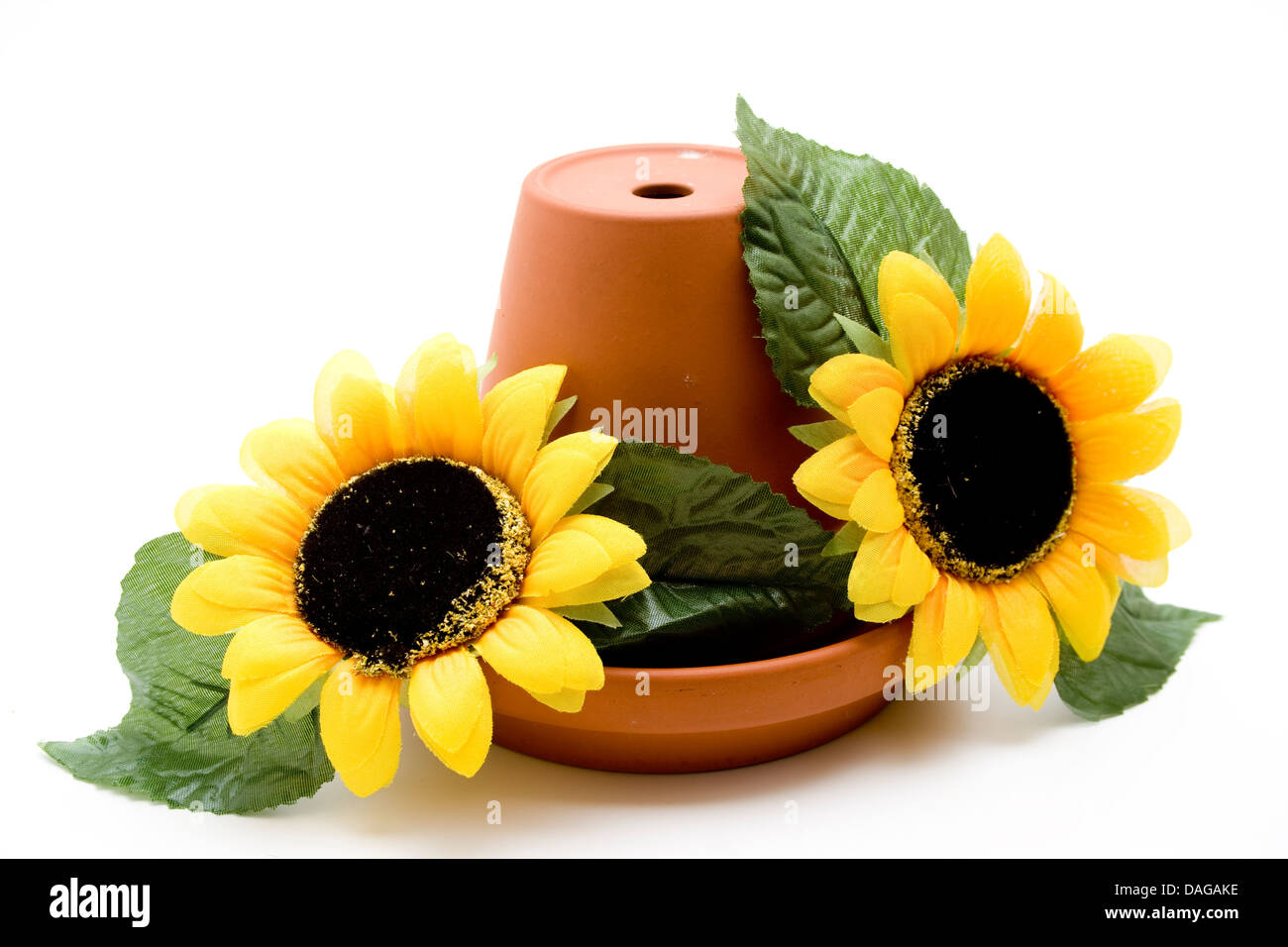 Sunflower with plant pot Stock Photo