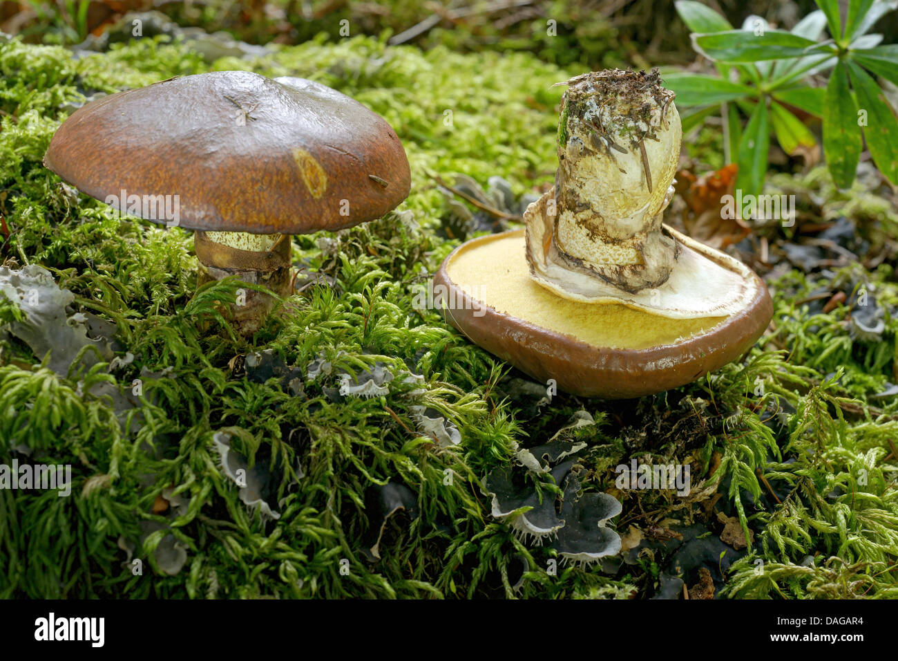 slippery jack (Suillus luteus), in moss, Germany, Rhineland-Palatinate, Eifel Stock Photo
