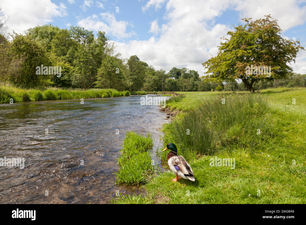 River Wye, Rowsley, Derbyshire, England Stock Photo