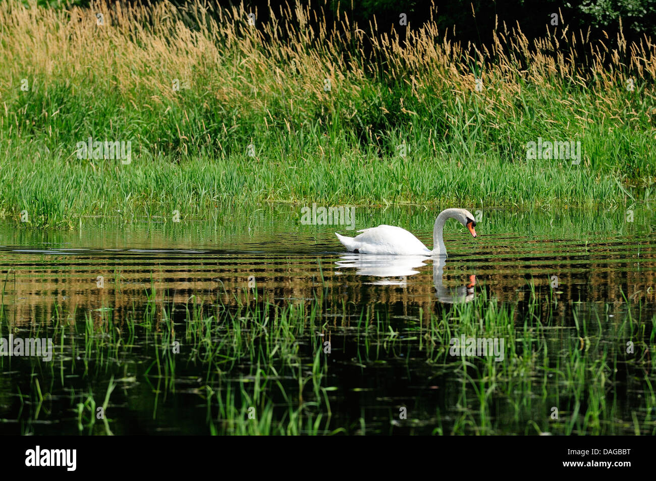 Male Mute Swan on marshland habitat Stock Photo Alamy