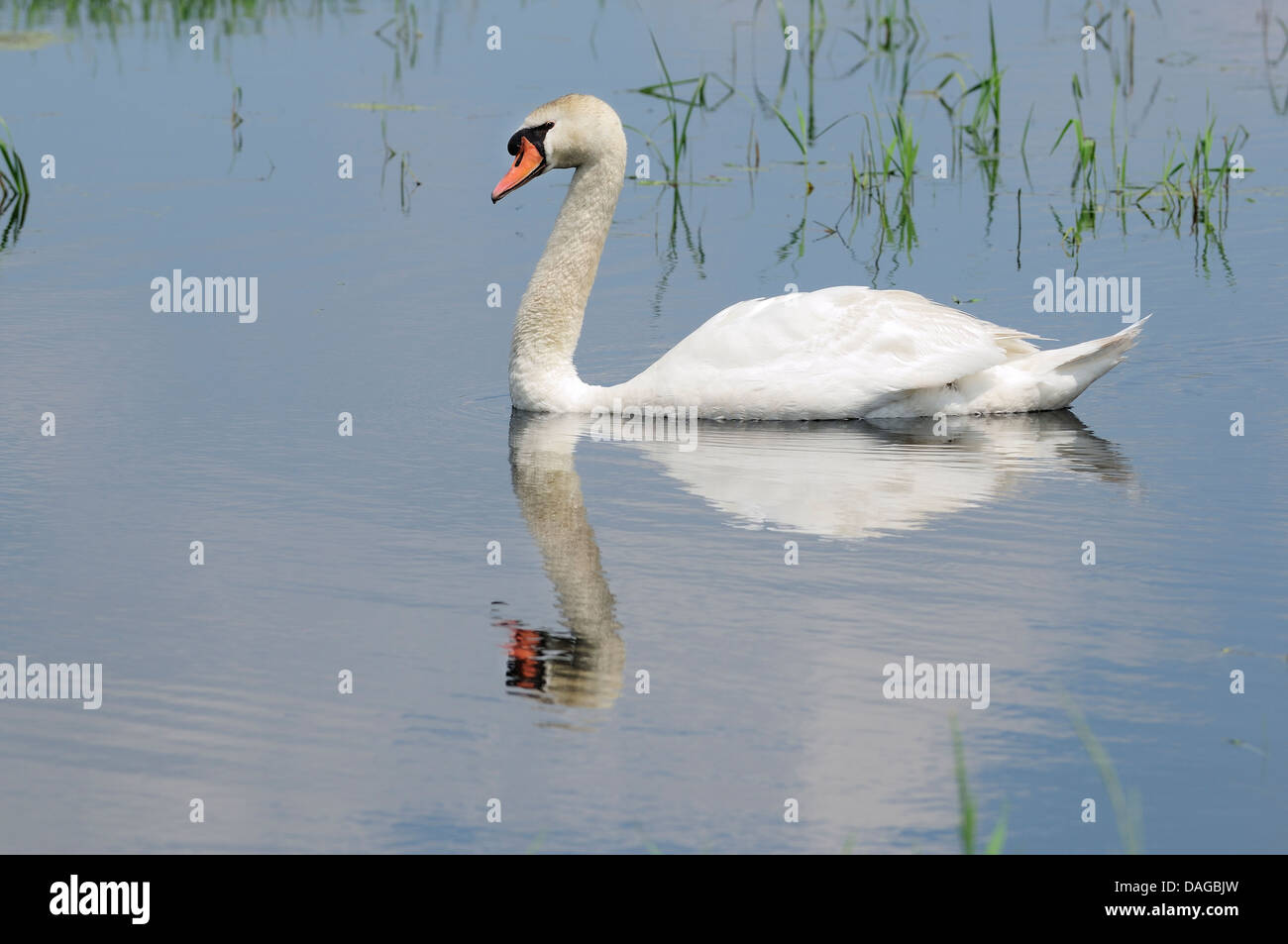 Male Mute Swan on marshland habitat Stock Photo Alamy