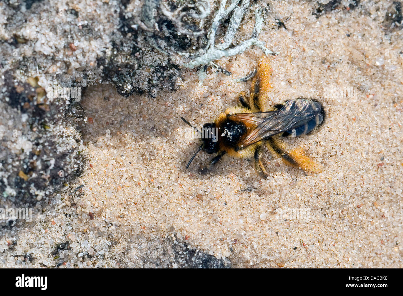 Hairy-legged bee (Dasypoda hirtipes, Dasypoda plumipes, Dasypoda altercator), female digging in sandy ground, Germany Stock Photo