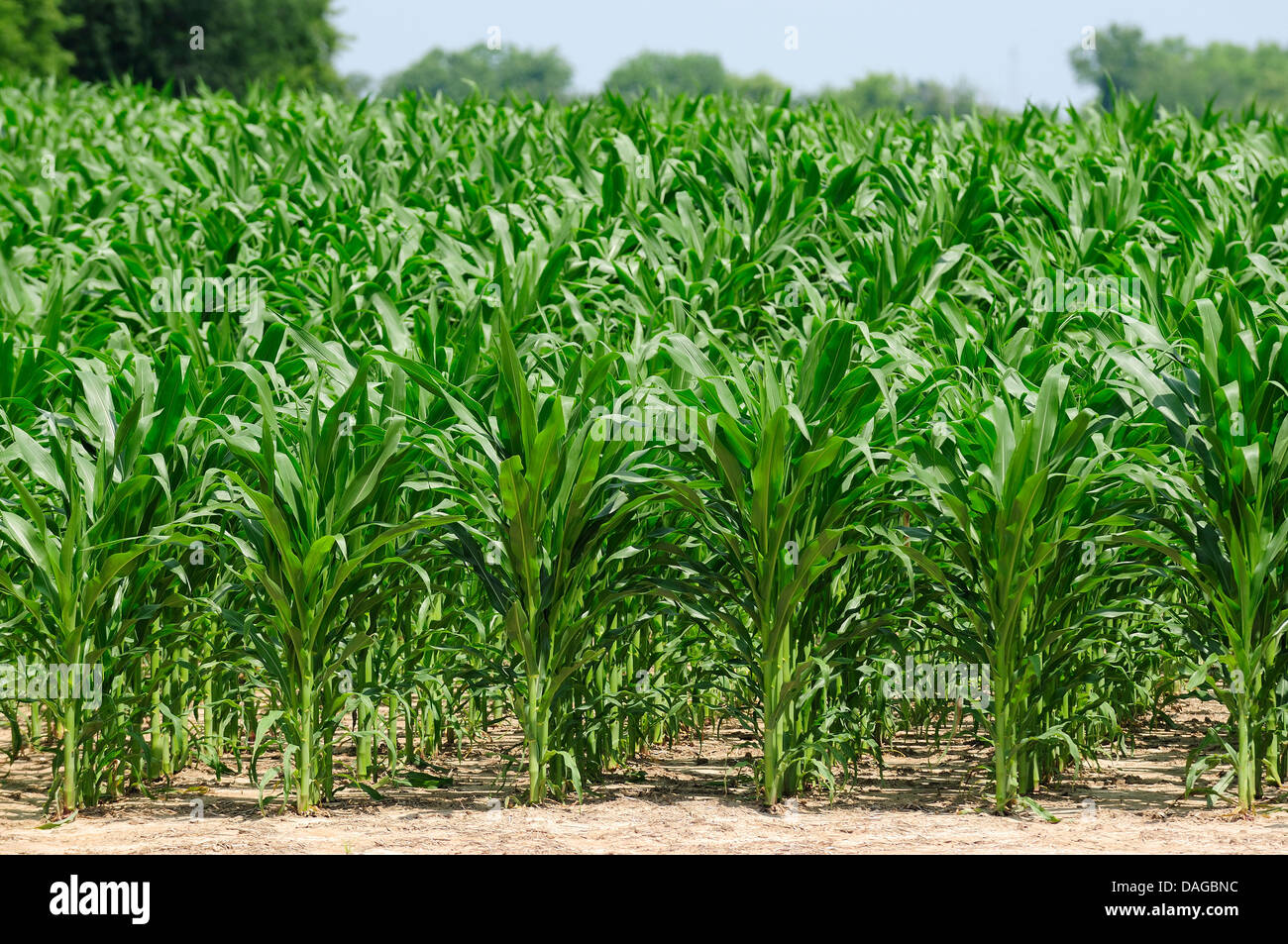 Above knee high corn field on the 4th of July. Stock Photo