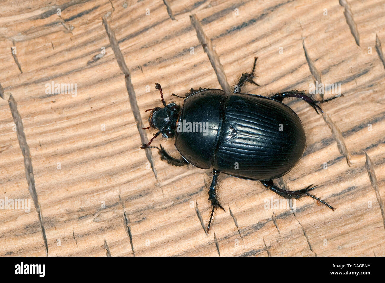 dor beetles (Geotrupes spiniger), on deadwood, Germany Stock Photo