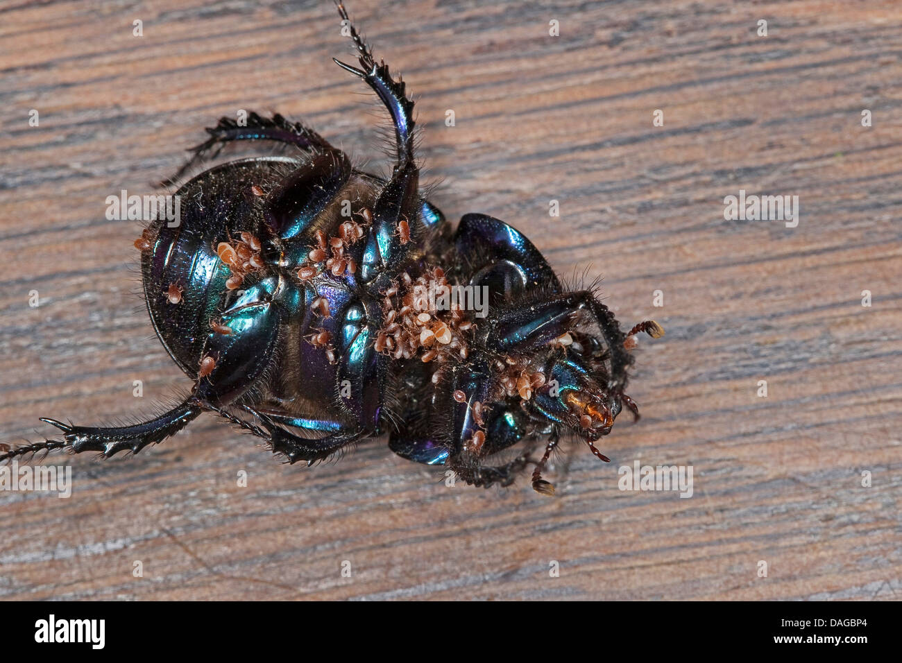 dor beetles (Geotrupes spiniger), underside with many mites, Gamasus coleoptratorum, phoesy is transportation of another species, Germany Stock Photo