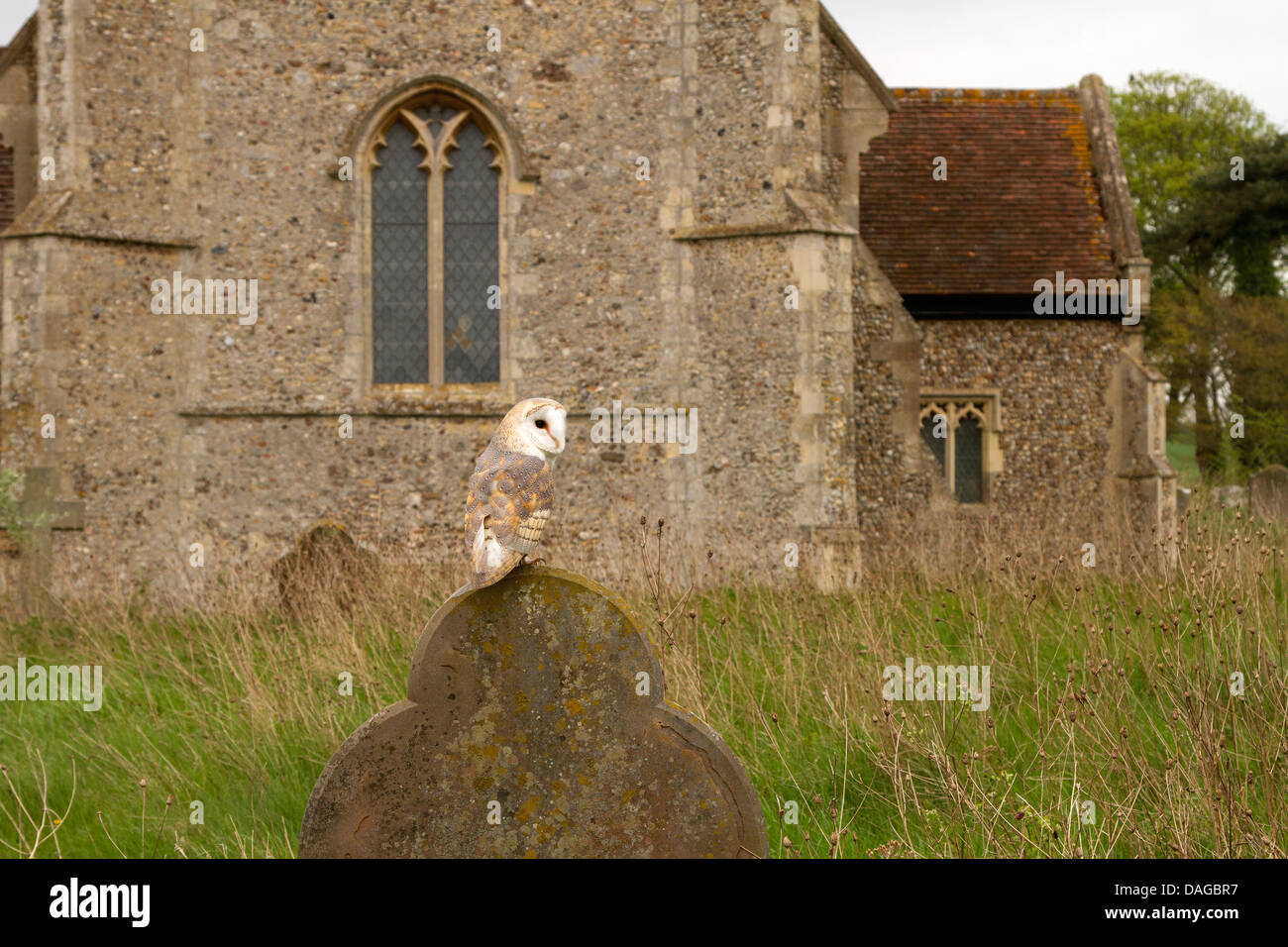 Barn Owl, Tyto alba sitting on a grave headstone in a churchyard Stock Photo