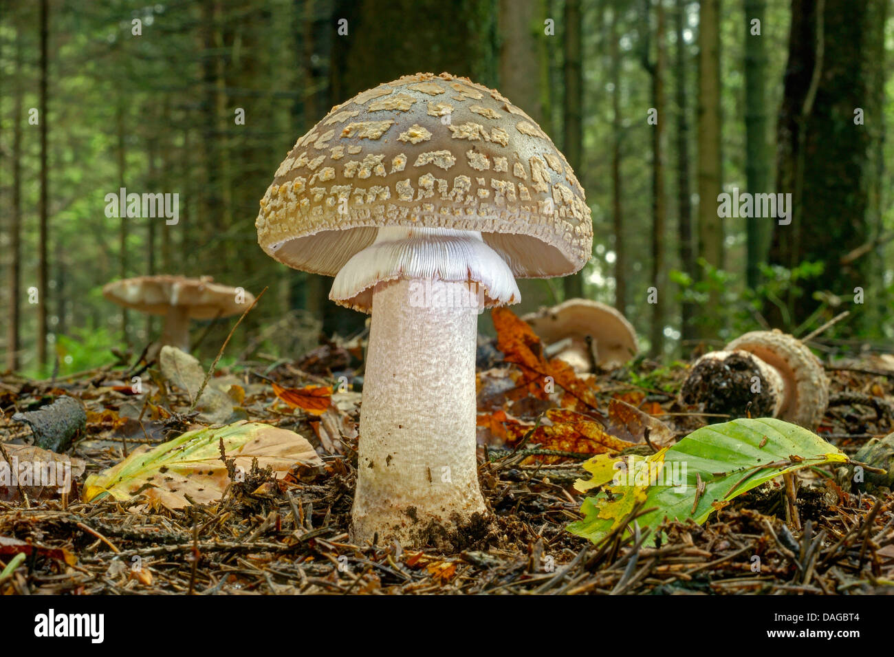 Amanite Spissa Fr Forme Graue Hans Baldung main image 1