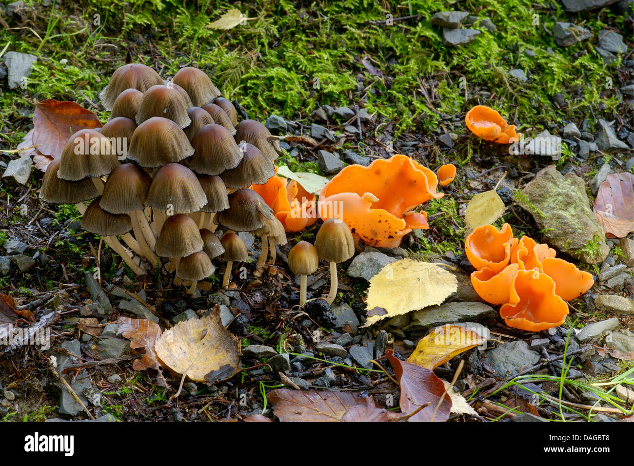 orange peel fungus (Aleuria aurantia), fruiting bodies on forest ground , Germany, North Rhine-Westphalia, Bergisches Land Stock Photo