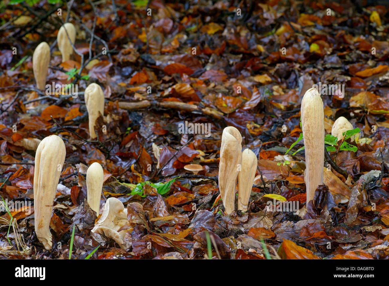giant club (Clavariadelphus pistillaris), fruiting bodies on forest ground, Germany, North Rhine-Westphalia, Bergisches Land Stock Photo