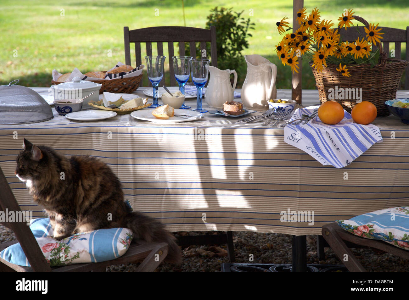 Cat sitting on chair beside table with striped cloth set for lunch  in country garden in summer Stock Photo