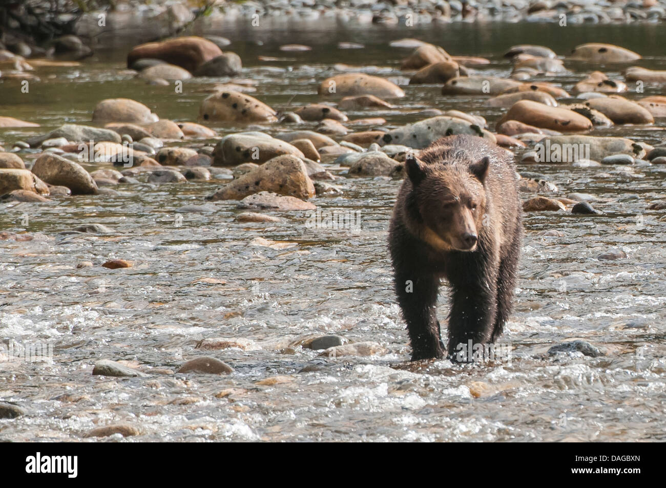 Brown or grizzly bear (Ursus arctos) fishing for salmon in Great Bear Rainforest, British Columbia, Canada. Stock Photo