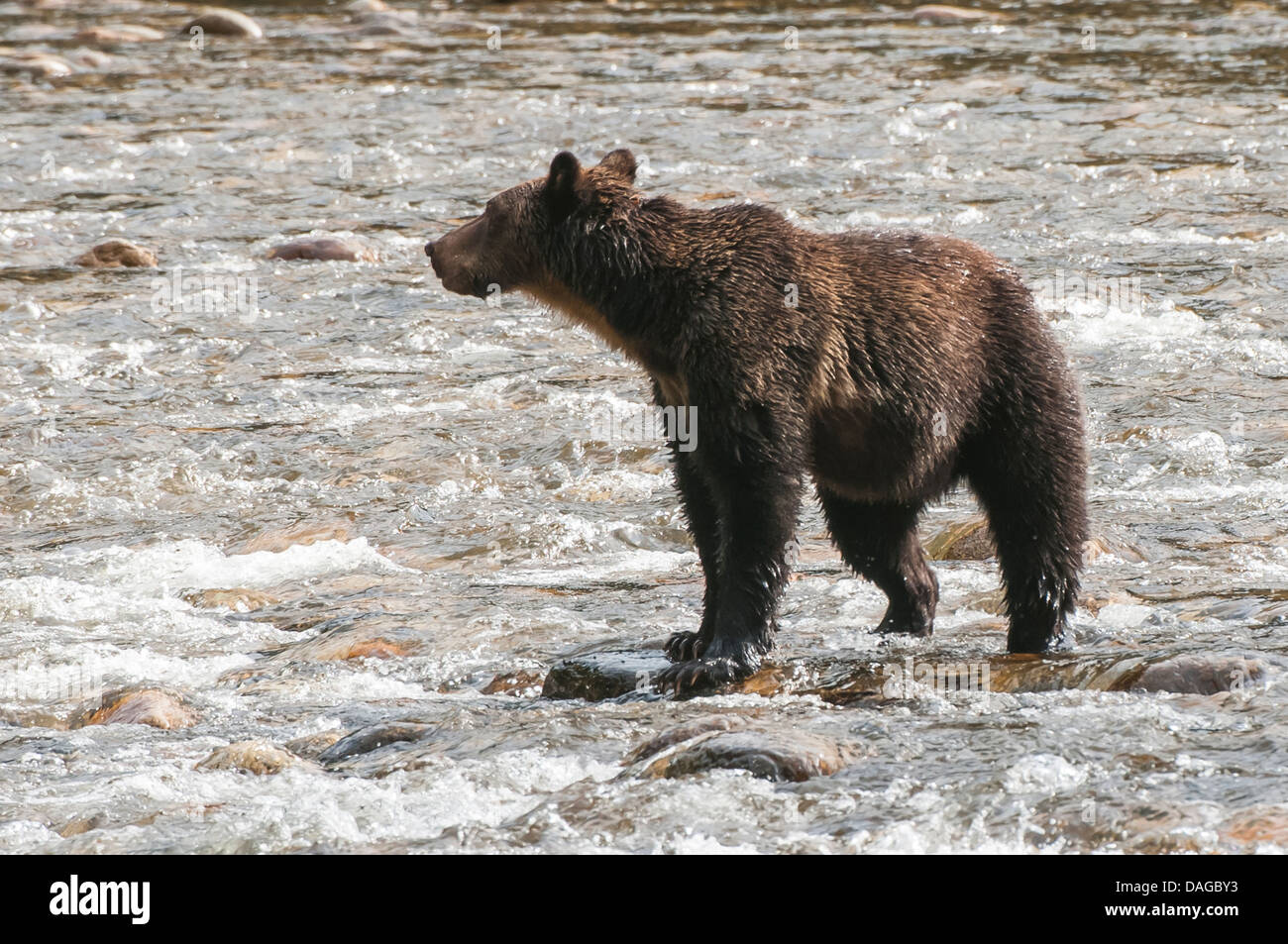 Brown or grizzly bear (Ursus arctos) fishing for salmon in Great Bear Rainforest, British Columbia, Canada. Stock Photo