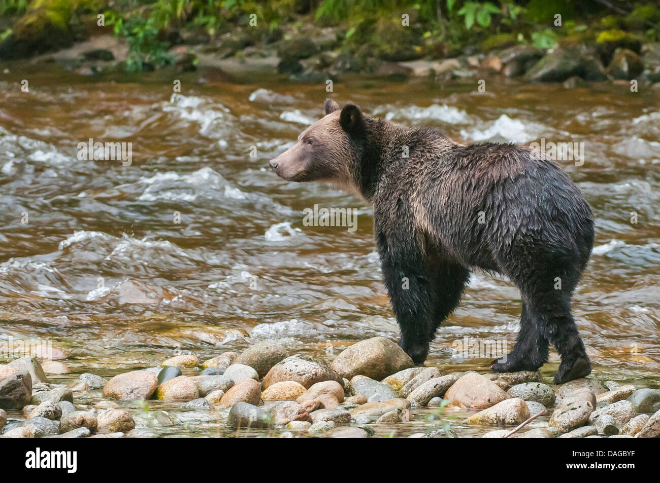 Brown or grizzly bear (Ursus arctos) fishing for salmon in Great Bear Rainforest, British Columbia, Canada. Stock Photo