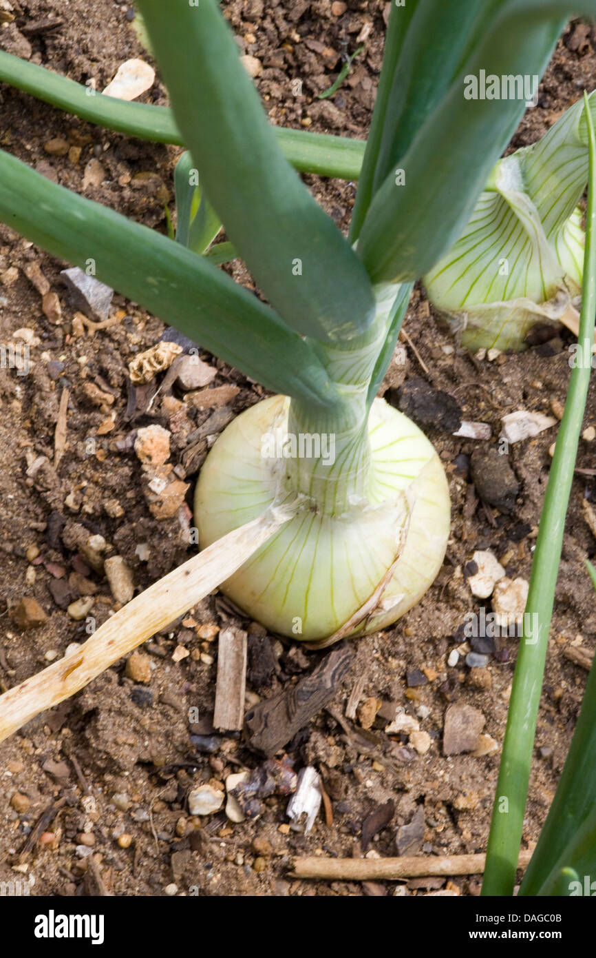 Onion growing in the soil Allium cepa Stock Photo Alamy