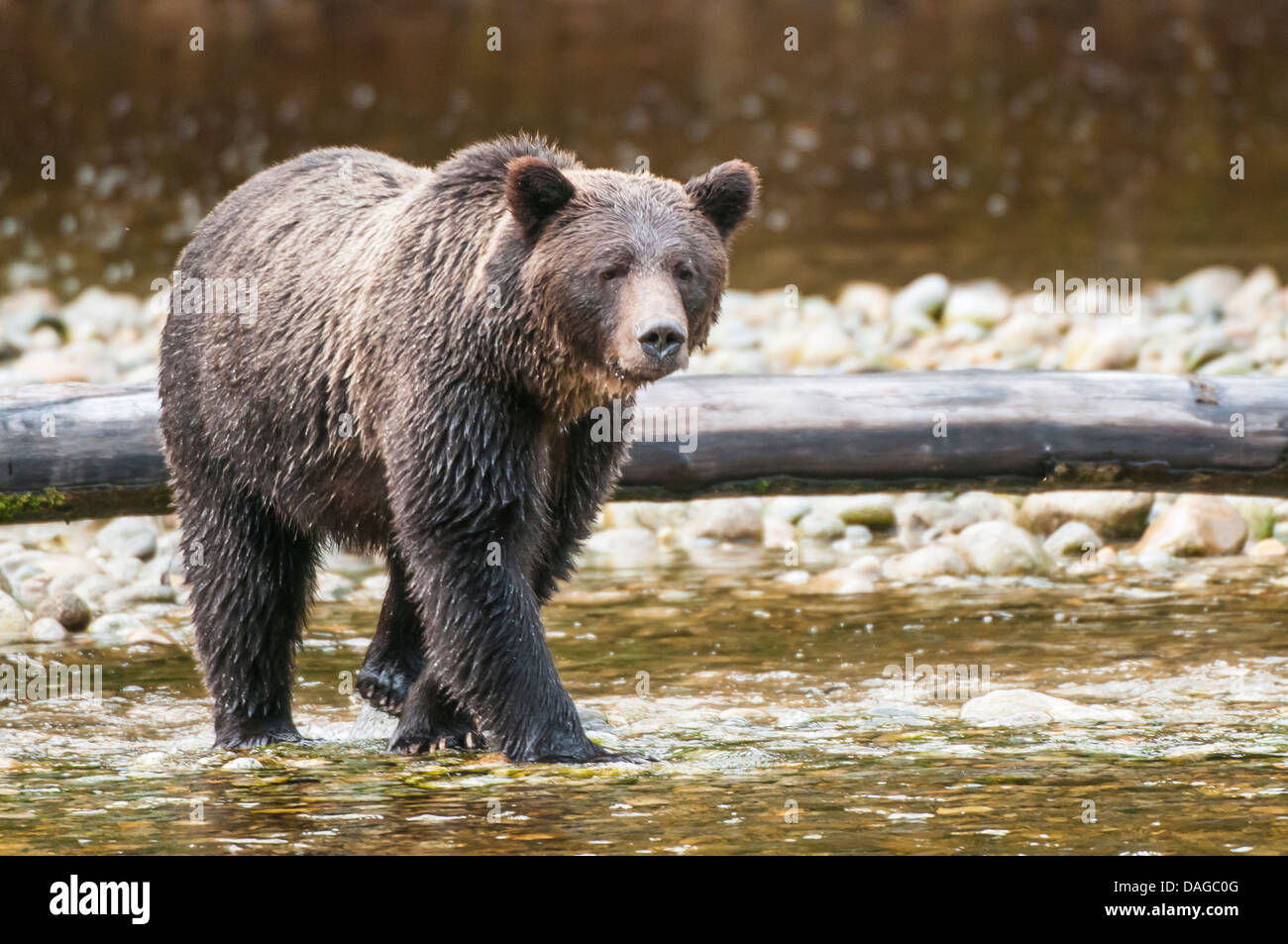 Brown or grizzly bear (Ursus arctos) fishing for salmon in Great Bear Rainforest, British Columbia, Canada. Stock Photo