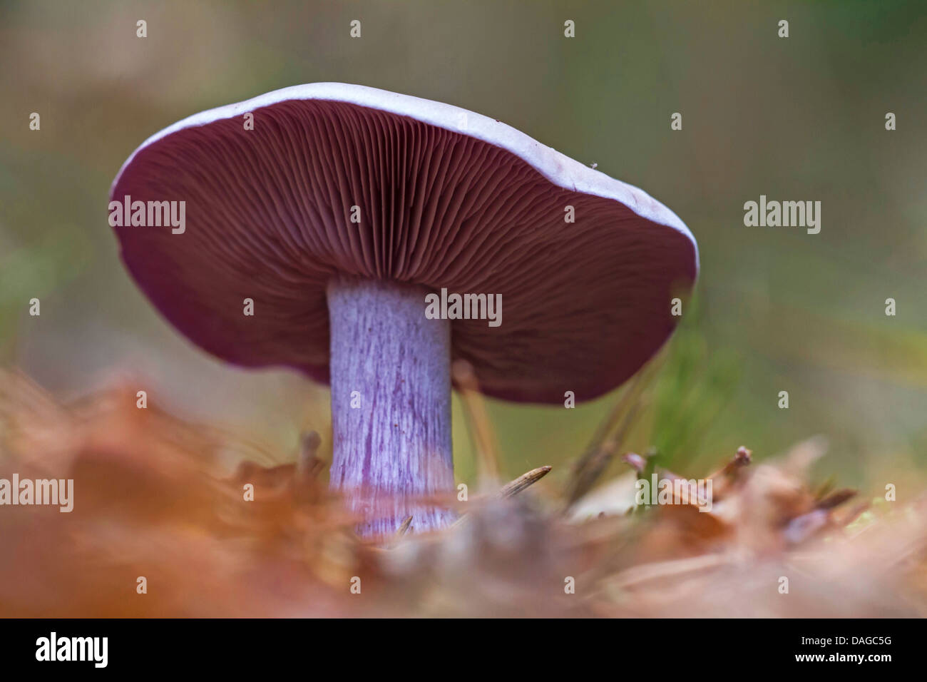 wood blewit (Lepista nuda), lateral view, Germany Stock Photo