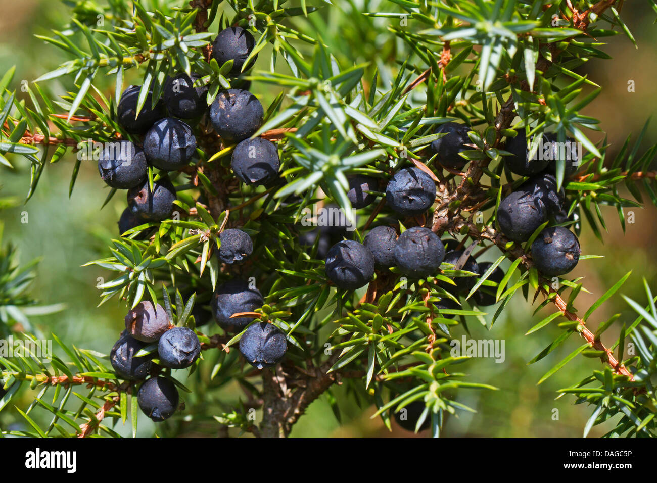 Ground Juniper Berries