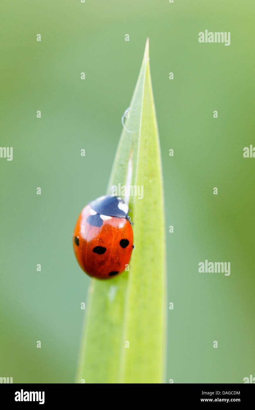 seven-spot ladybird, sevenspot ladybird, 7-spot ladybird (Coccinella septempunctata), sitting at a blade of grass, Germany Stock Photo