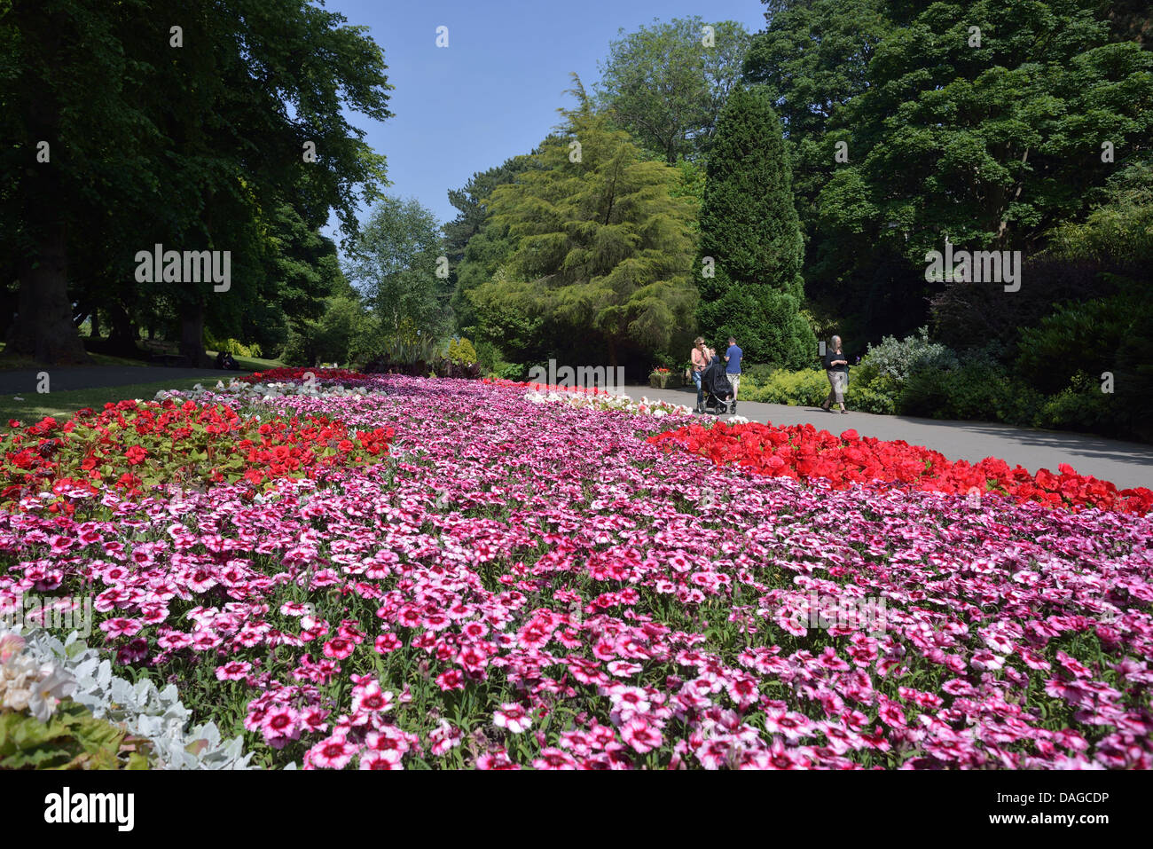 flowers in valley gardens, harrogate, yorkshire, uk Stock Photo Alamy