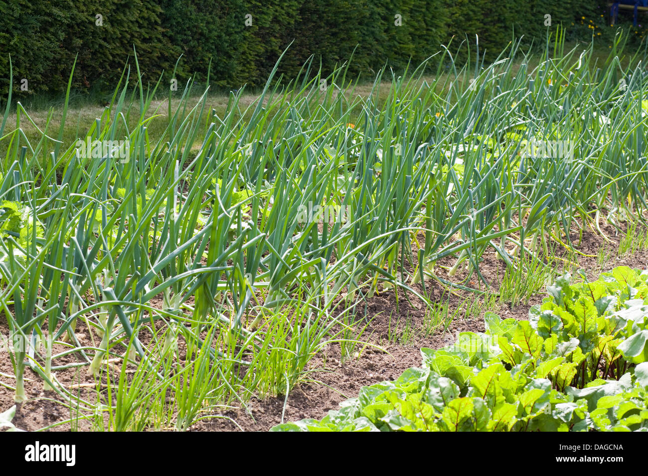 Onions and Chives growing in a Garden Stock Photo