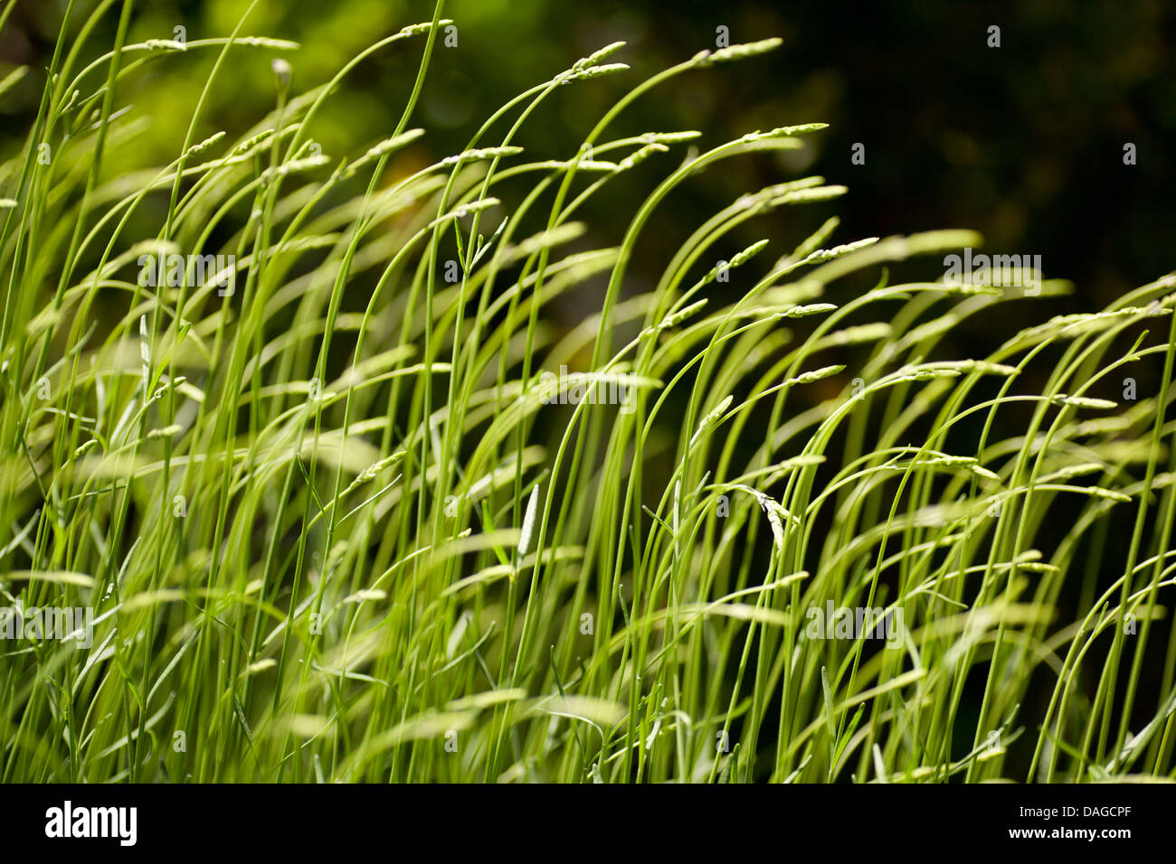 Grass grasses hires stock photography and images Alamy