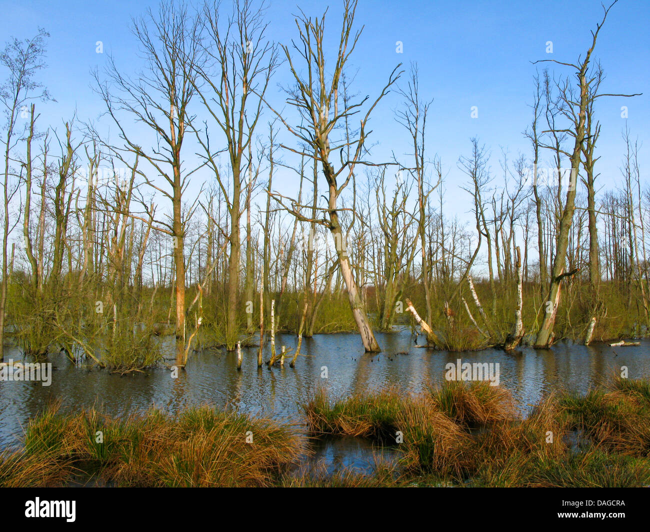 moor pond in Hellmoor after renaturation with dead trees, Germany, Schleswig-Holstein, Panten Stock Photo