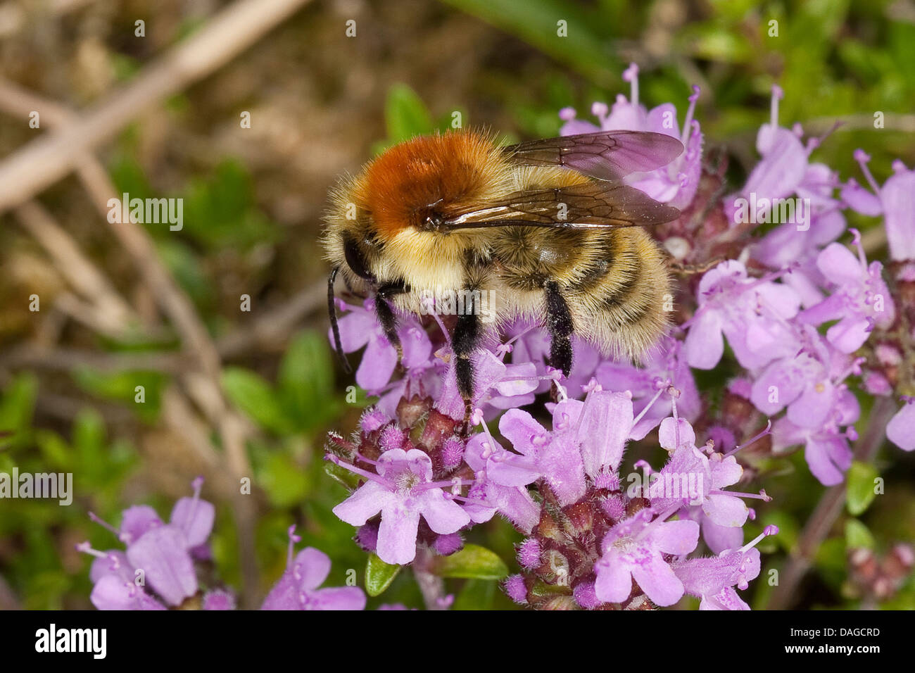 moss carder bee (Bombus muscorum, Megabombus muscorum), on thyme