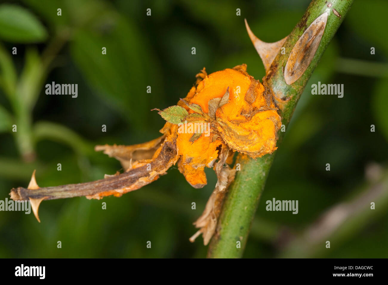 rose rust (Pucciniales, Uredinales, Urediniomycetes), rust at a wild rose, Germany Stock Photo