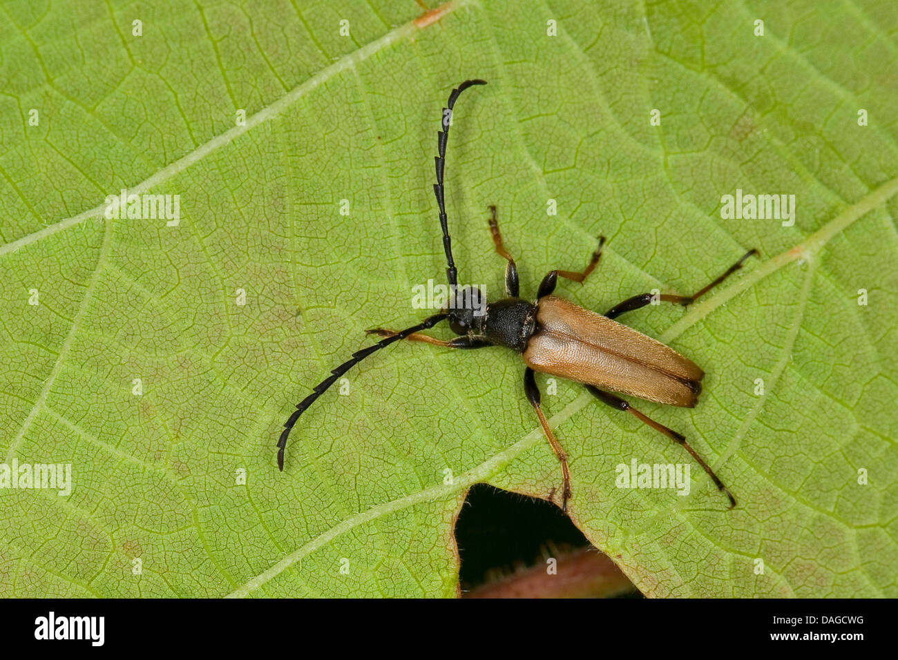 Red Longhorn Beetle (Anoplodera rubra, Stictoleptura rubra, Leptura rubra, Corymbia rubra, Aredolpona rubra), male sitting on a leaf, Germany Stock Photo