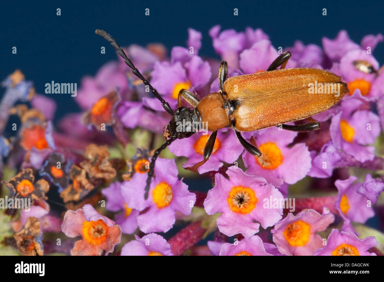 Red Longhorn Beetle (Anoplodera rubra, Stictoleptura rubra, Leptura rubra, Corymbia rubra, Aredolpona rubra), female on Buddleja, Germany Stock Photo