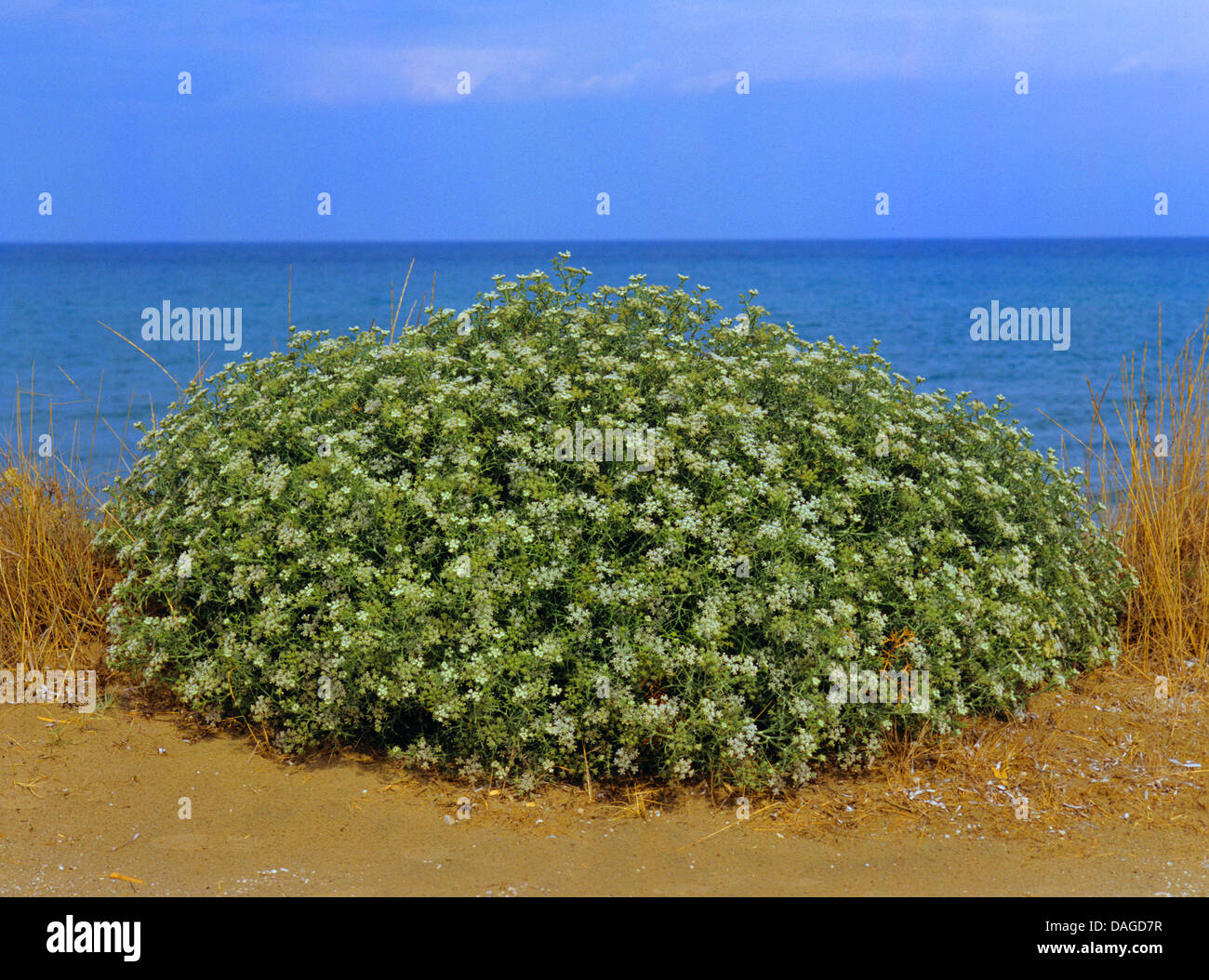 prickly samphire, sea fennel (Echinophora spinosa), blooming at the coast, Greece, Corfu Stock Photo