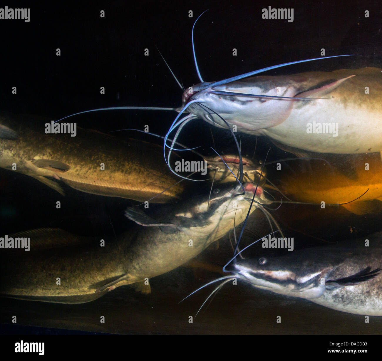 African sharptooth catfish (Clarias gariepinus), many catfishes in a pisciculture Stock Photo