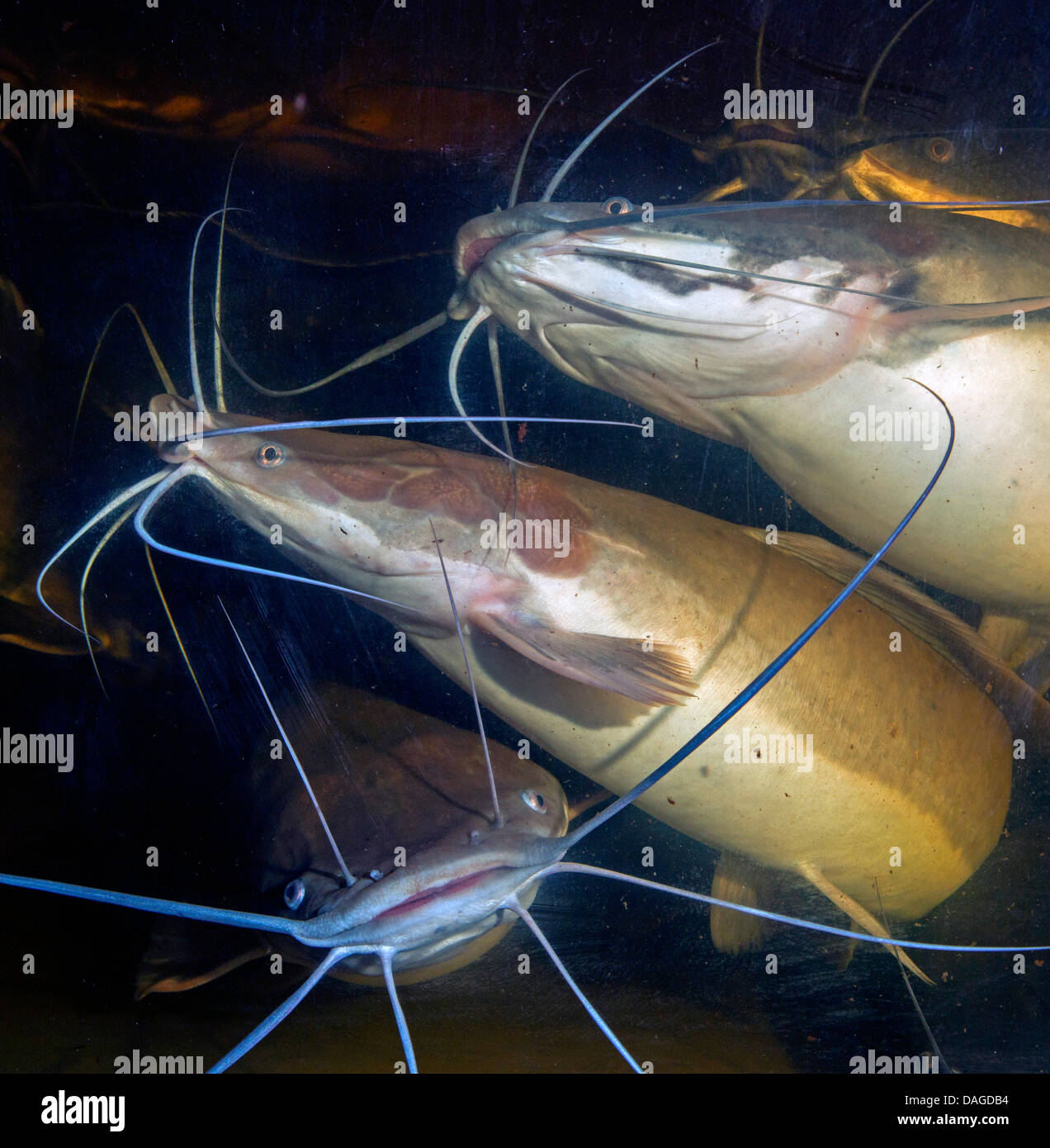 African catfish swimming High Resolution Stock Photography and Images Alamy