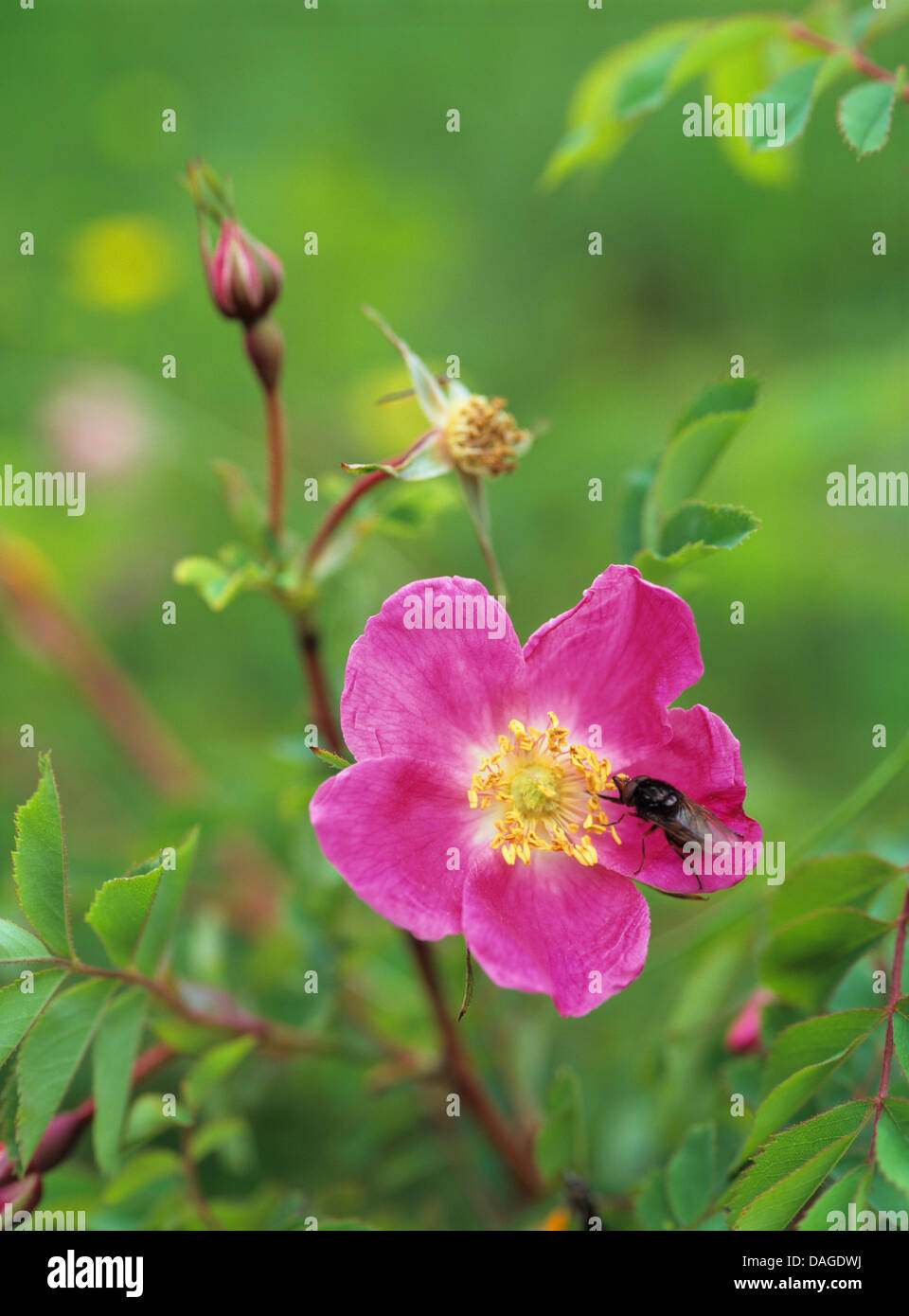 Alpine rose (rosa pendulina) hi-res stock photography and images - Alamy