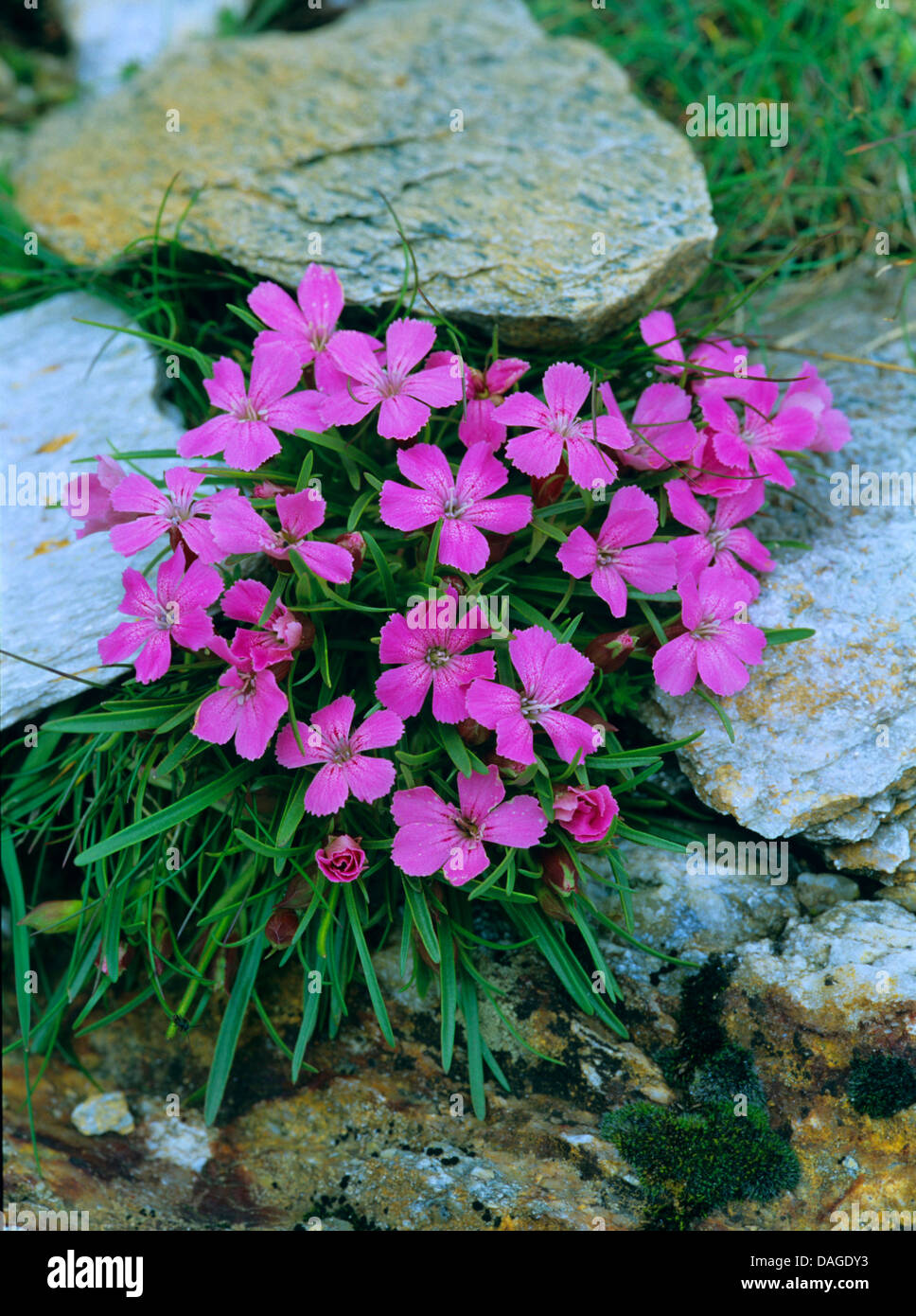 Glacier pink (Dianthus glacialis), blooming among rocks, Austria Stock Photo