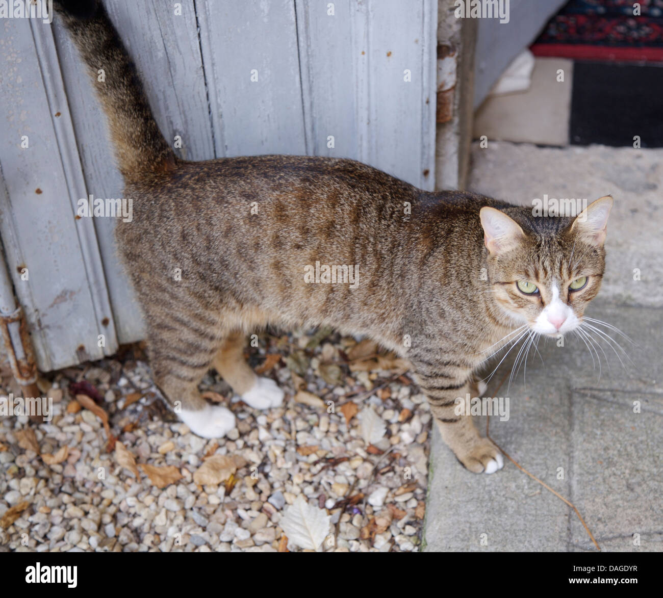 Close-up of tabby cat Stock Photo - Alamy