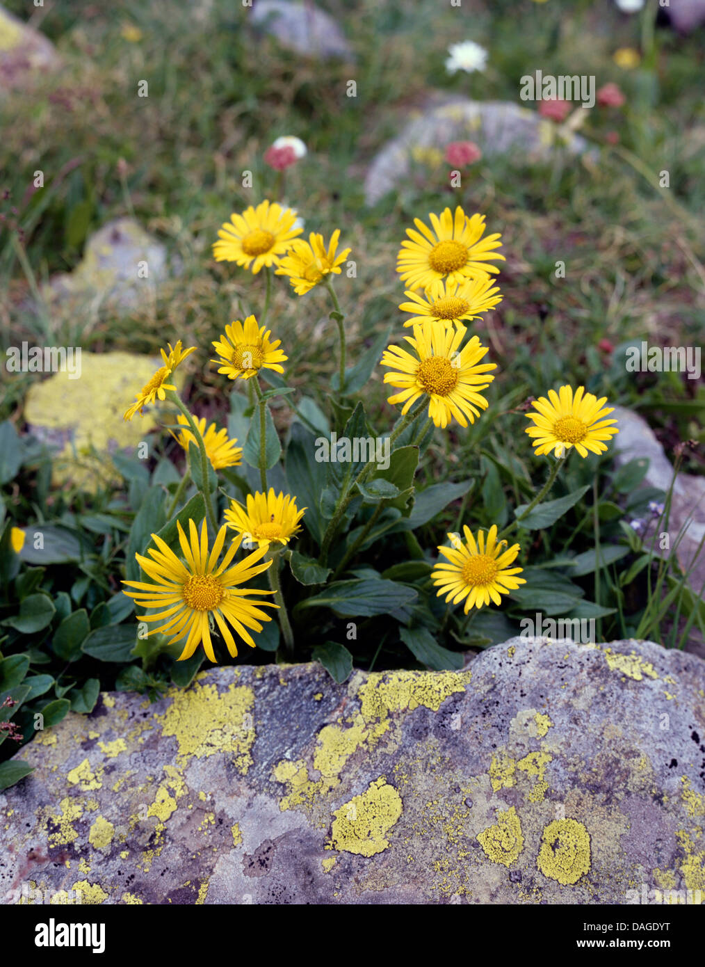 Large-flowered Doronicum (Doronicum grandiflorum), blooming aong flowers, Austria Stock Photo