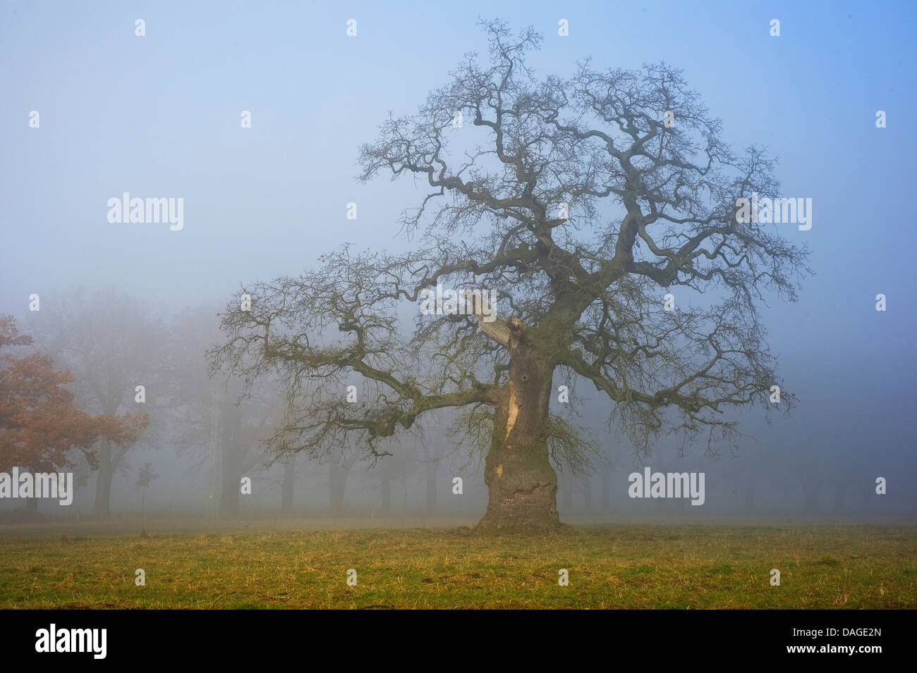 common oak, pedunculate oak, English oak (Quercus robur), old oak in mist, Germany, Hesse, Beberbeck Stock Photo