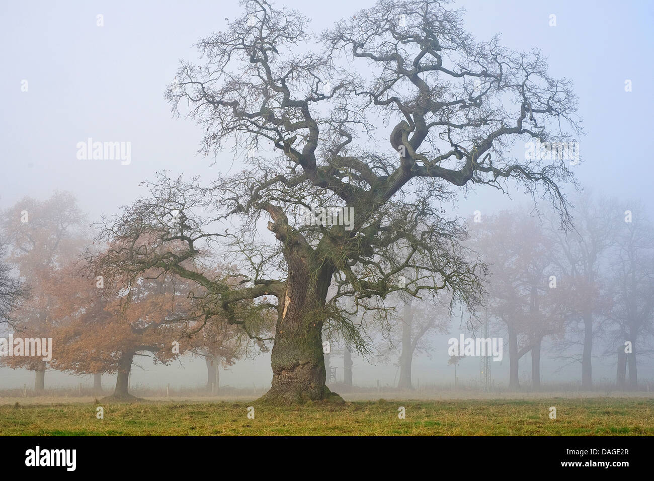 common oak, pedunculate oak, English oak (Quercus robur), old oaks in
